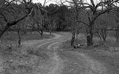 Fredericksburg, 1994; Black and white film