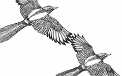 Magpie for Shinya and Addie, 2010; Ink on paper